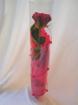 Gift wrapped red rose