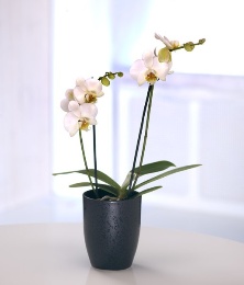 Orchid Arrangement